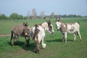 Camping Hellendoorn